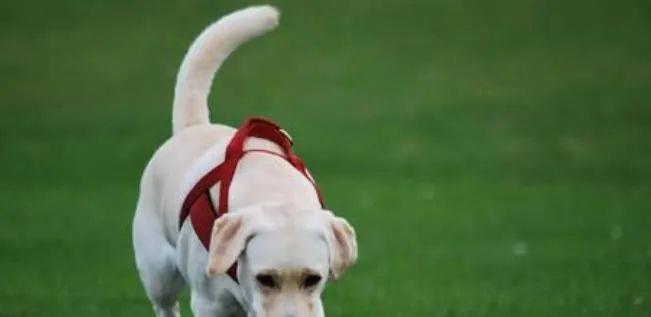 第一次养狗的话,还是养这5种狗比较好!性格温和又粘人