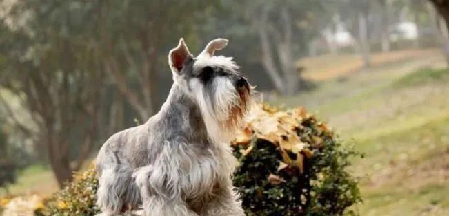 第一次养狗的话,还是养这5种狗比较好!性格温和又粘人