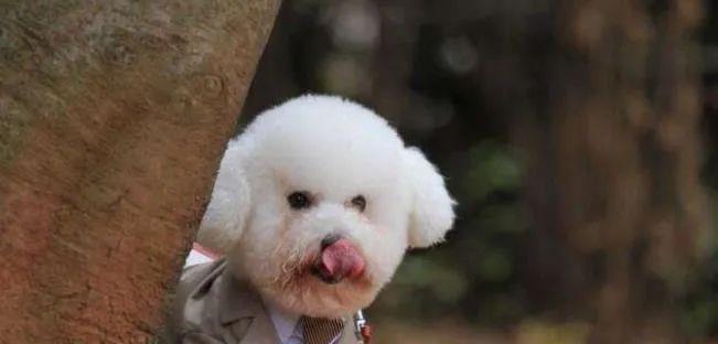 第一次养狗的话,还是养这5种狗比较好!性格温和又粘人