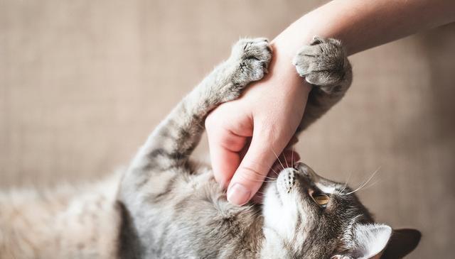 揭秘猫咪狩猎本能：如何与爱猫一起享受安全互动？