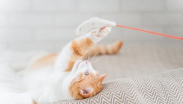 揭秘猫咪狩猎本能:如何与爱猫一起享受安全互动?