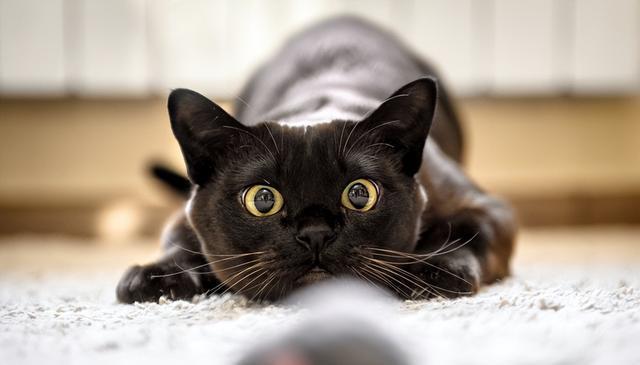 揭秘猫咪狩猎本能:如何与爱猫一起享受安全互动?