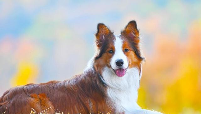 宠物狗系列之喜乐蒂牧羊犬