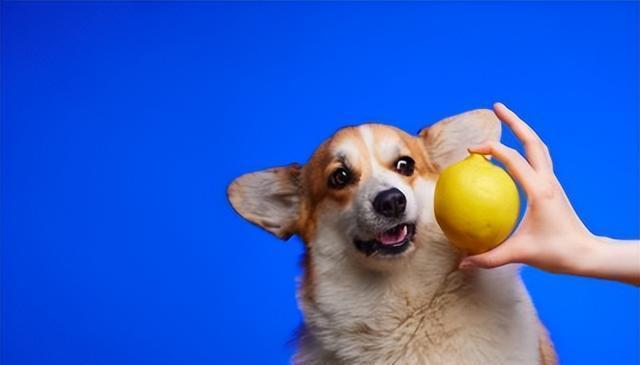 狗狗也有喜怒哀乐！它们讨厌的6种气味竟是这些？