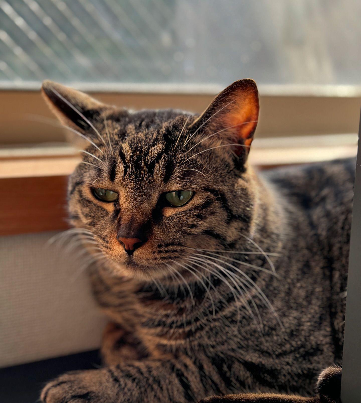 你家猫咪是“阳光小宝贝”吗？3个标志看它是不是社交达人！