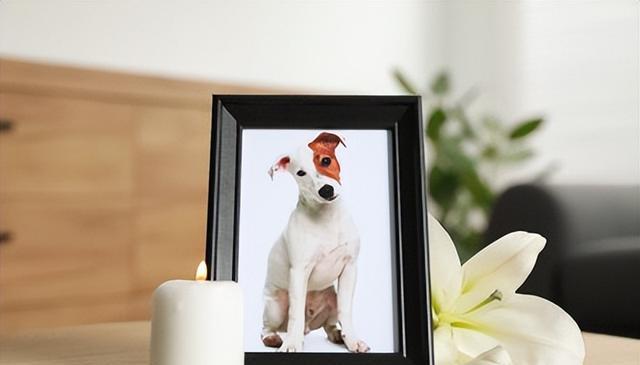 狗狗突然死亡的五大原因，以及如何预防悲剧发生！