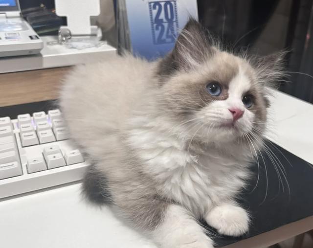 养猫久了才发现，猫咪做这些“坏事”！原来是高智商的表现！