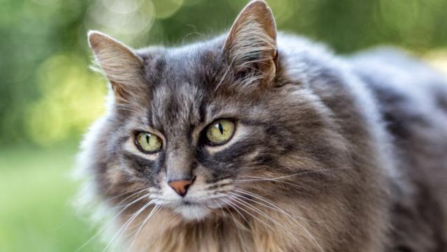 欧洲型缅因猫与美国型缅因猫有何不同?