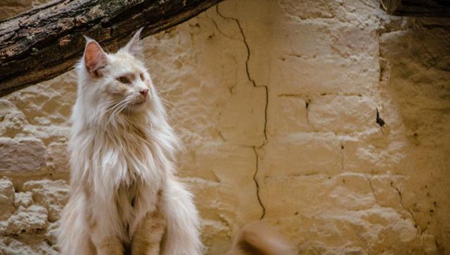 欧洲型缅因猫与美国型缅因猫有何不同?