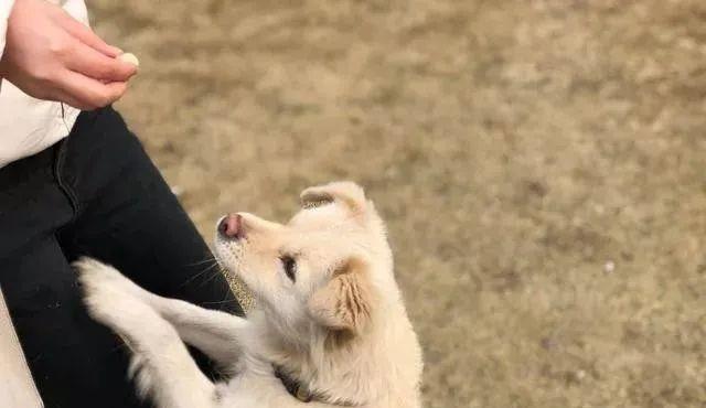 狗狗一生中最简单的5个愿望,直到现在为止,你完成了几个?