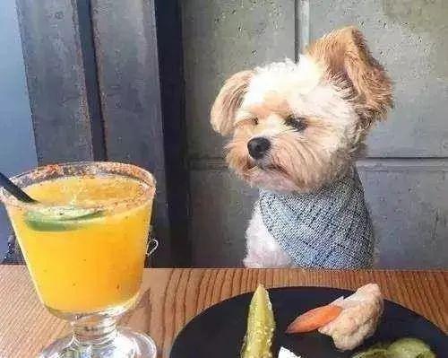 狗狗一生中最简单的5个愿望,直到现在为止,你完成了几个?