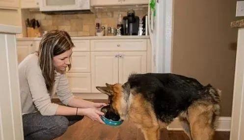 狗狗一生中最简单的5个愿望,直到现在为止,你完成了几个?