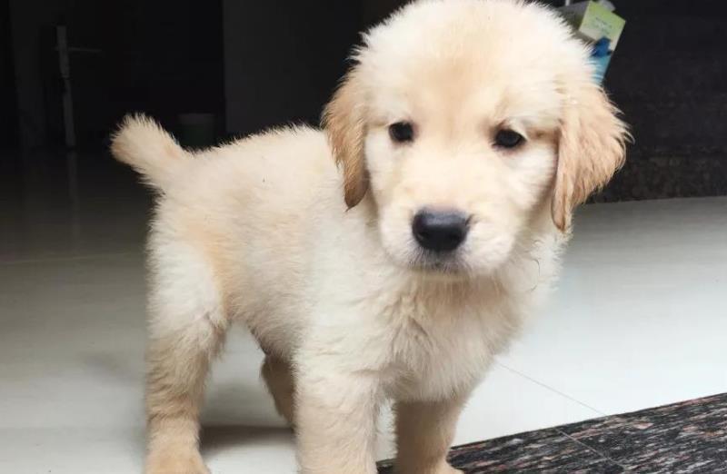 金毛犬如今很热门，性别选择是关键，哪种最好呢？