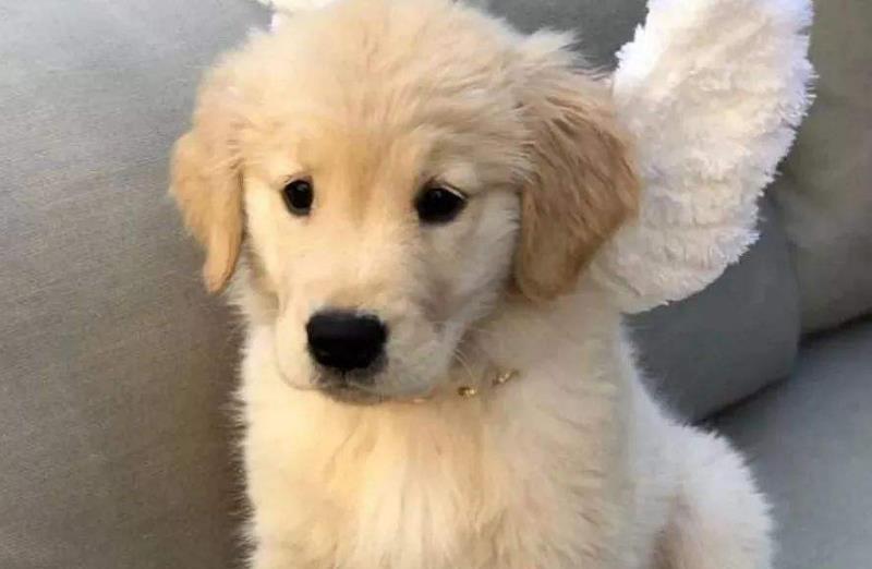 金毛犬如今很热门,性别选择是关键,哪种最好呢?