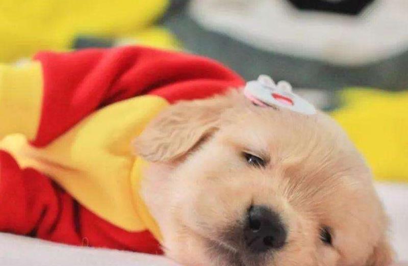 金毛犬如今很热门,性别选择是关键,哪种最好呢?