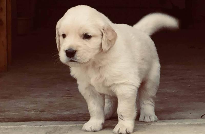 金毛犬如今很热门,性别选择是关键,哪种最好呢?