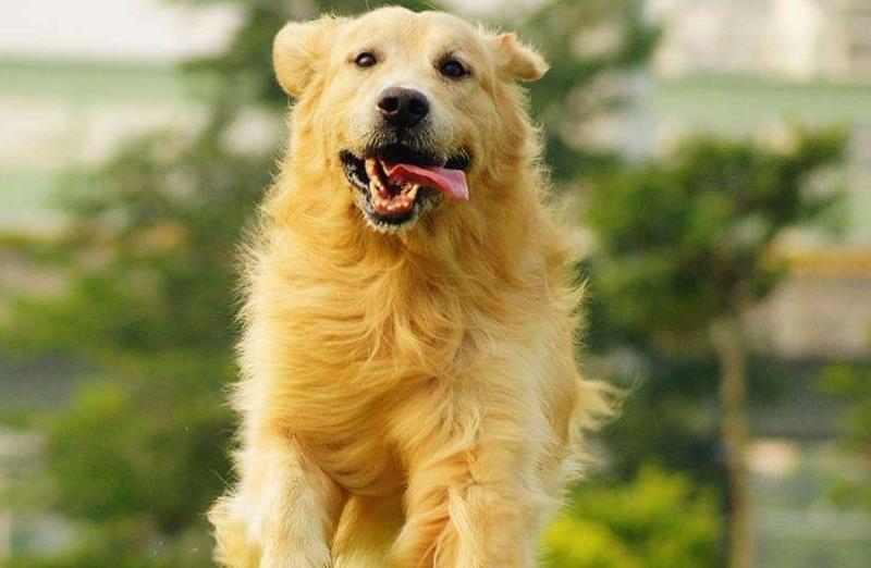 金毛犬如今很热门,性别选择是关键,哪种最好呢?