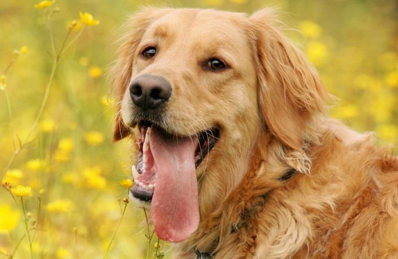 金毛犬如今很热门,性别选择是关键,哪种最好呢?