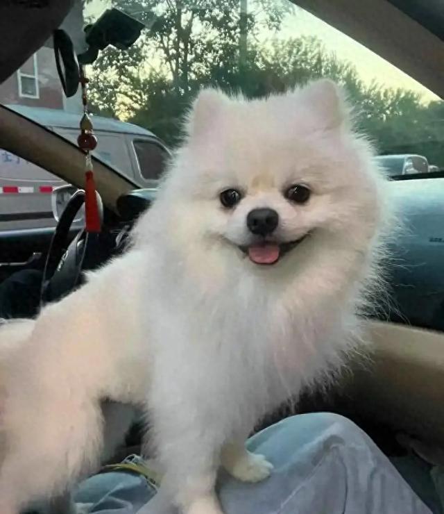 狗狗去世前，最想跟主人说的几句话，网友：看哭了