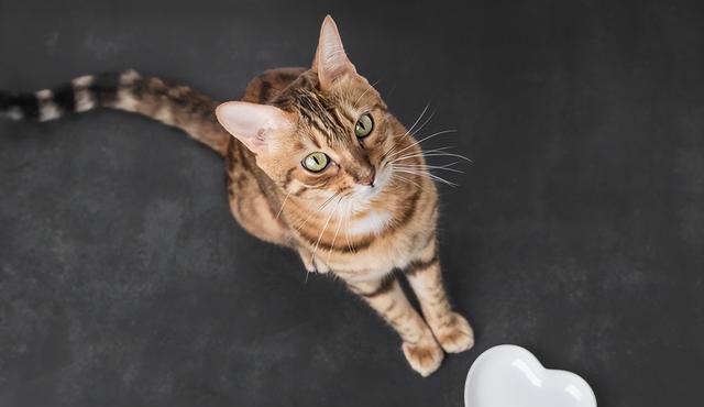 猫咪跪坐的神秘场景：揭秘猫咪跪坐的4个原因