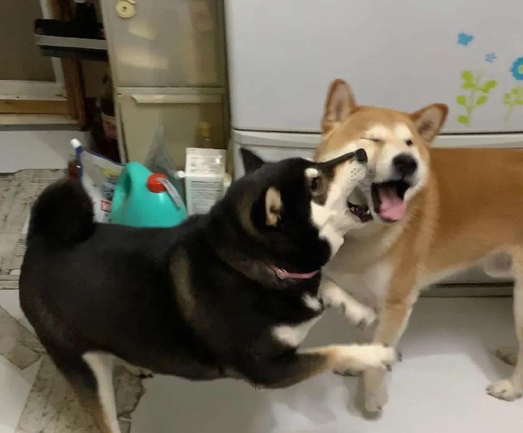 俩狗子在打架，可看到主人后，其中一只秒变绿茶