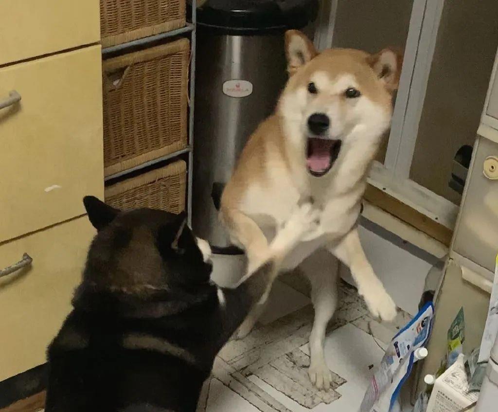 俩狗子在打架,可看到主人后,其中一只秒变绿茶