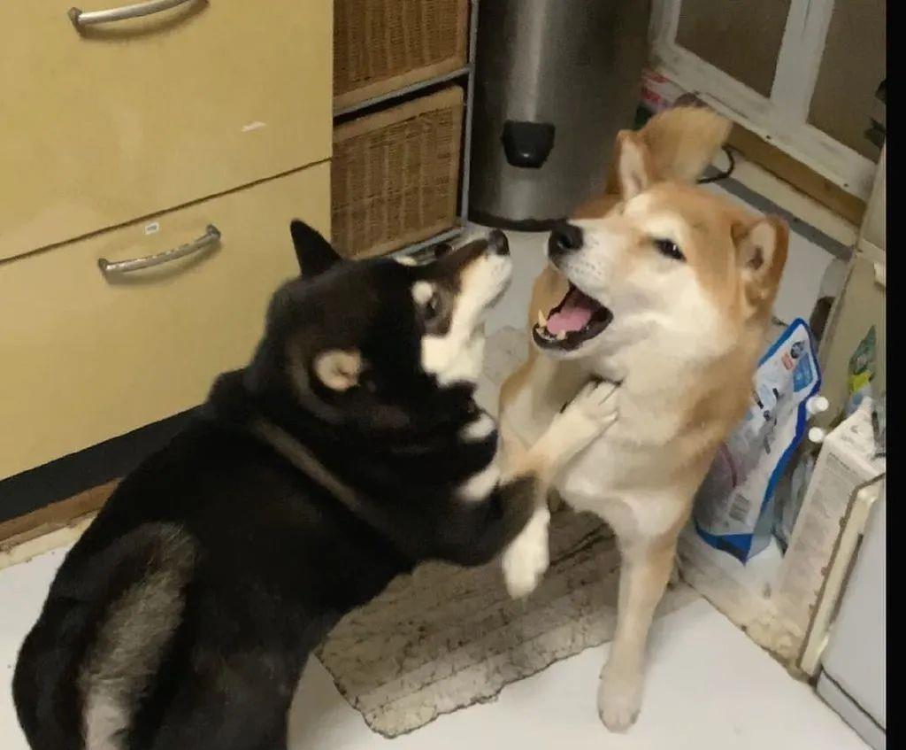 俩狗子在打架,可看到主人后,其中一只秒变绿茶