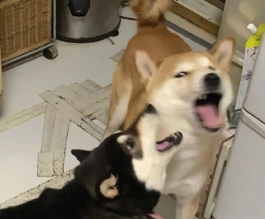 俩狗子在打架,可看到主人后,其中一只秒变绿茶