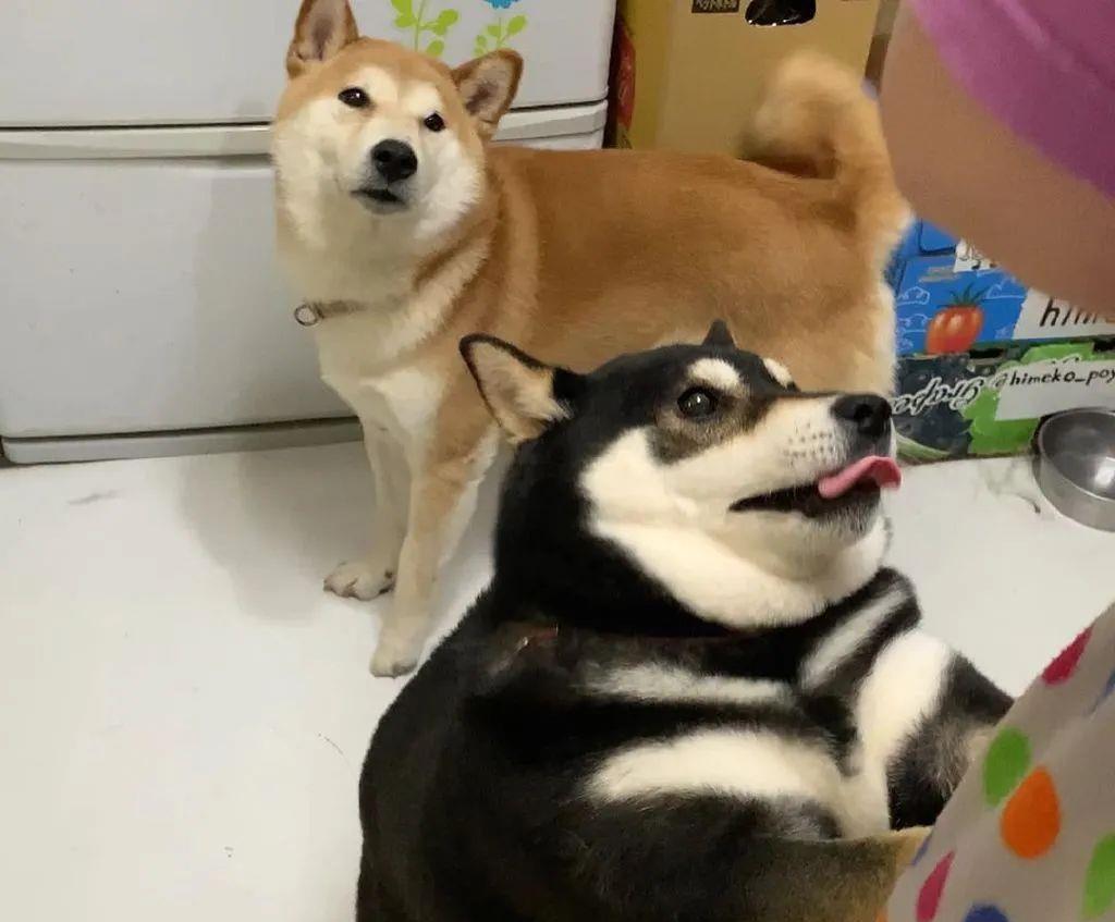 俩狗子在打架,可看到主人后,其中一只秒变绿茶