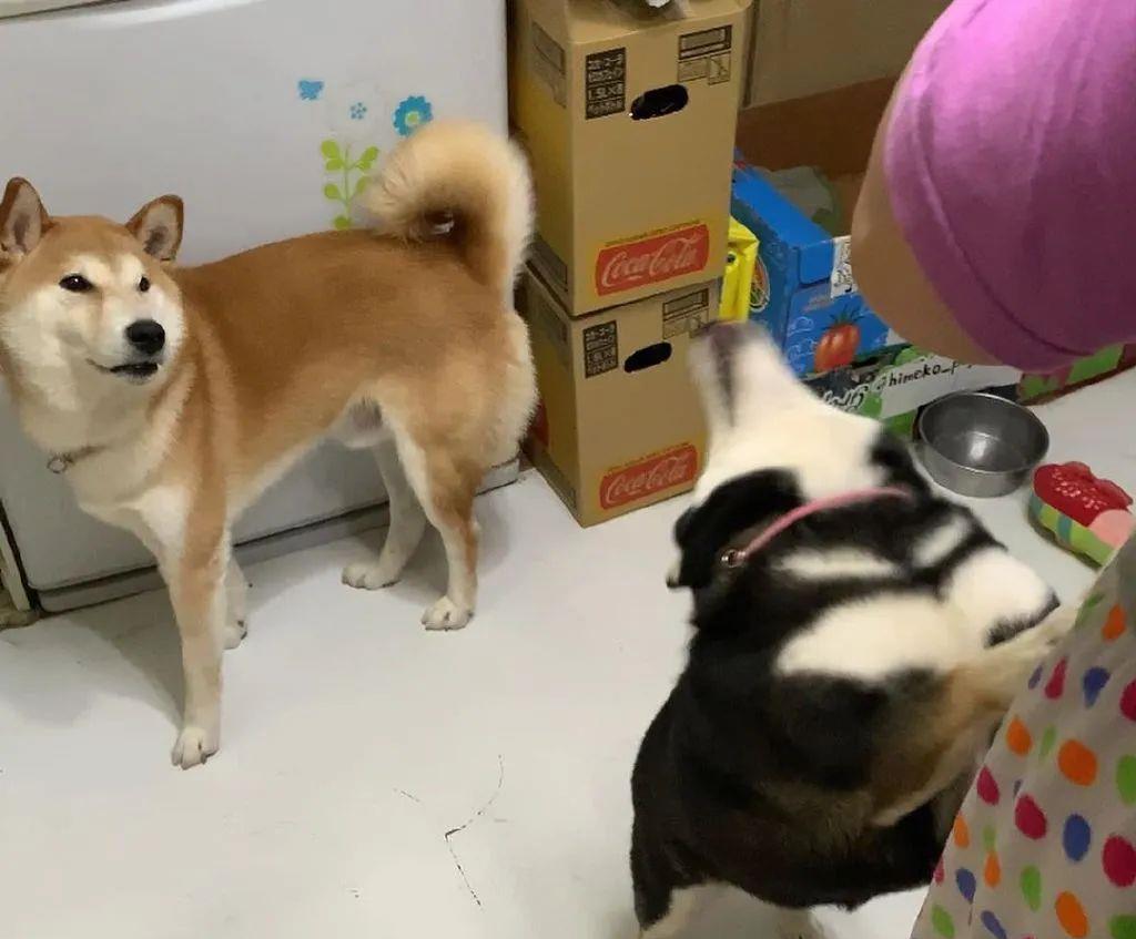 俩狗子在打架,可看到主人后,其中一只秒变绿茶