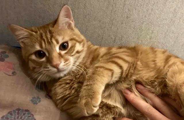 猫咪能“预知”的3种危险，关键时刻能救命！很多人养了都不知道