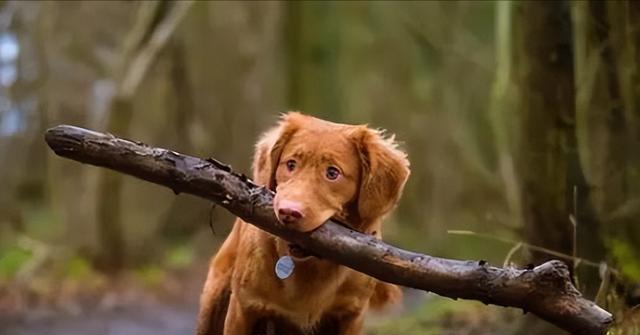 狗狗也有多动症？罗兰大学研究：25分钟小睡，训练逆袭认知缺陷