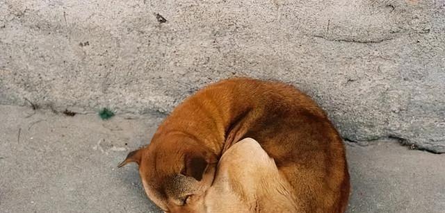 狗狗睡姿看性格，你了解狗狗睡姿隐藏的含义吗？