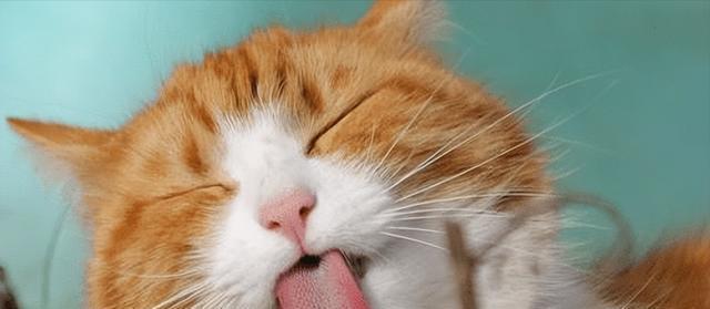 猫咪“毛球症”是怎么回事？怎么办？