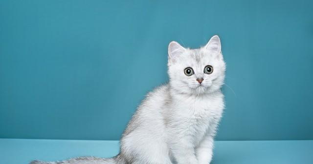 为什么“银渐层”弃养率也这么高？网友：养了就想换猫！