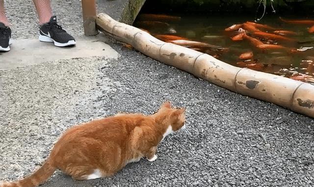 养猫久了才知道，铲屎官这样做，猫会以为你要“抛弃”它…