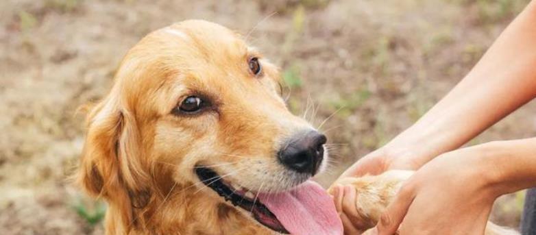 狗狗为啥“用爪子”扒拉主人？不懂的，狗白养了