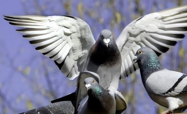 别小看稳步上升的鸽子，可能是公棚大黑马！