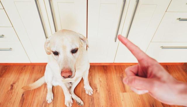 狗狗在“挨打”时为什么不敢反抗？