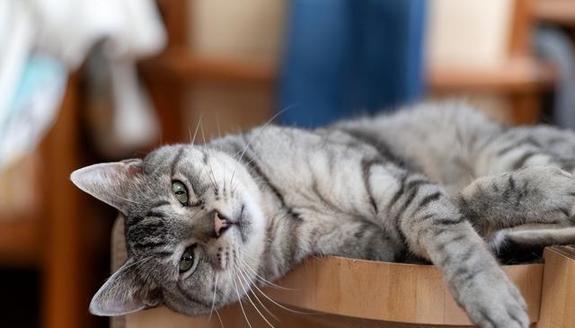 让猫咪冷静下来的四大秘诀!了解猫咪的情绪信号,轻松应对