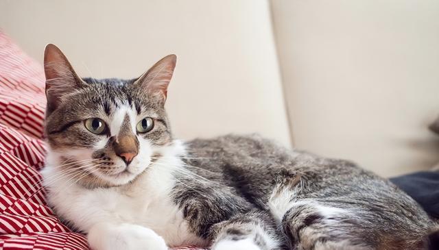 让猫咪冷静下来的四大秘诀!了解猫咪的情绪信号,轻松应对