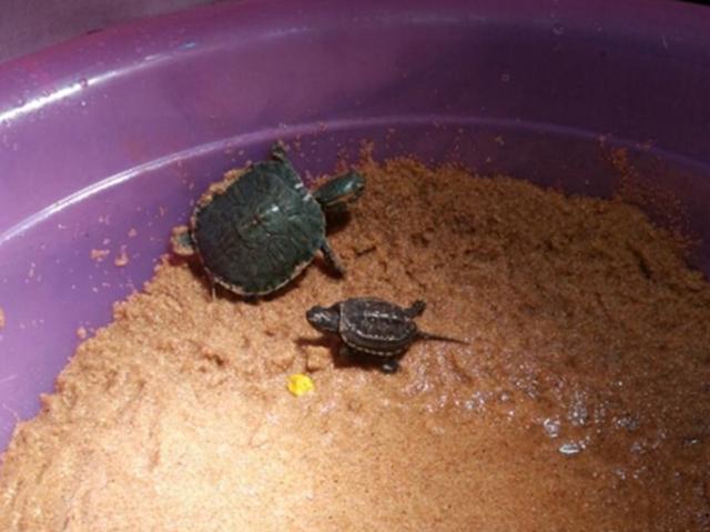 冬天如何养乌龟?乌龟冬眠放水里还是拿出来?