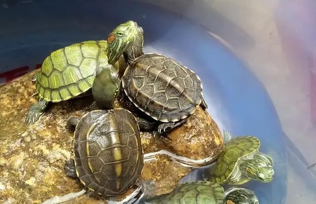 冬天如何养乌龟?乌龟冬眠放水里还是拿出来?