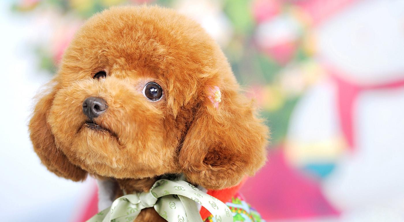 公认最值得饲养的“小型犬”，这6种，听话乖巧好养活