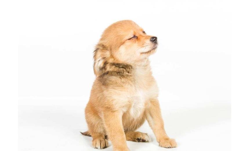 狗狗平时很孤单，想要让它们自己玩的好，也可以用这些方法