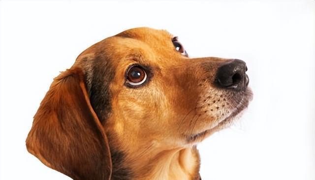 爱犬“有话想说时”！通过叫声和行动判断狗的心情是什么？