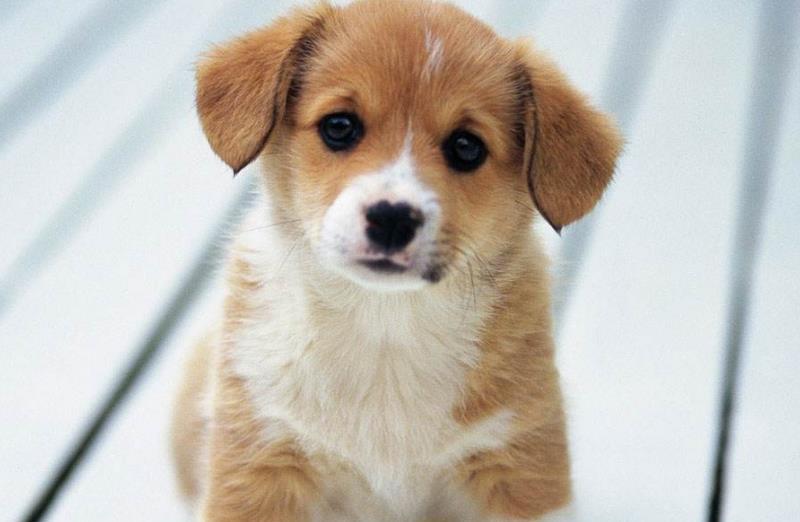 狗狗最近发生异常，经常摩擦屁股，是因为它们出现了问题