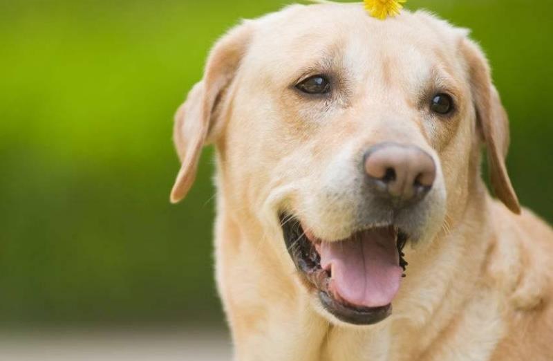 狗狗最近发生异常,经常摩擦屁股,是因为它们出现了问题