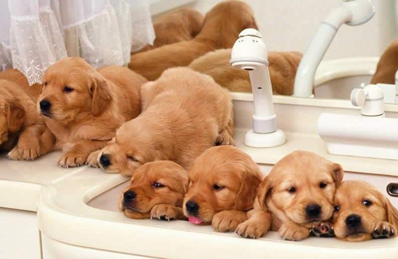 狗狗最近发生异常,经常摩擦屁股,是因为它们出现了问题