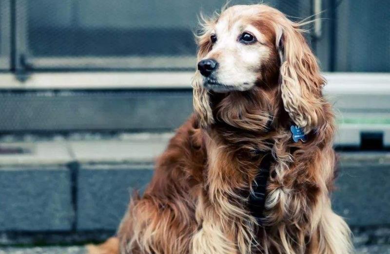 狗狗最近发生异常,经常摩擦屁股,是因为它们出现了问题